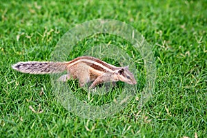 Northern palm squirrel or Funambulus pennantii