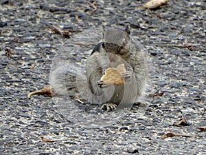 The northern palm squirrel Funambulus pennantii