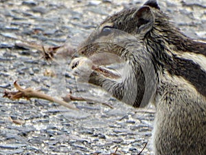 The northern palm squirrel Funambulus pennantii photo