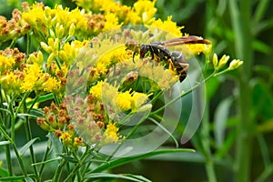 Northern Paper Wasp - Polistes fuscatus