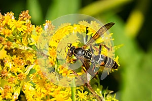 Northern Paper Wasp - Polistes fuscatus