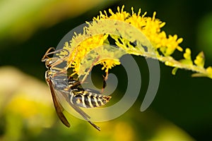 Northern Paper Wasp - Polistes fuscatus