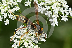 Northern Paper Wasp - Polistes fuscatus