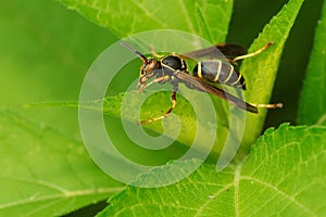 Northern Paper Wasp - Polistes fuscatus