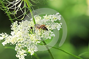 Northern Paper Wasp, Polistes fuscatus, moving on flower