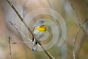 Northern Parula Bass Lake Park Holly Springs