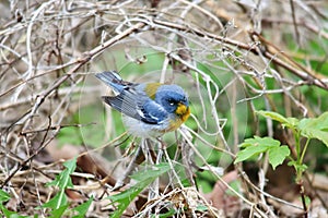 Northern Parula Migrates