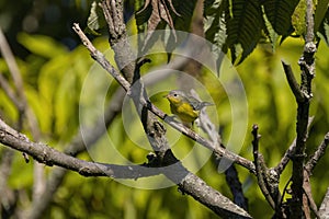 Northern Parula (Parula americana)