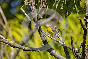 Northern Parula (Parula americana)