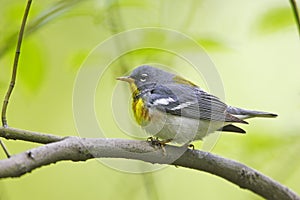 Northern Parula (Parula americana americana)