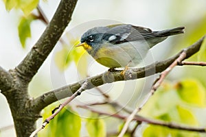 Northern Parula - Setophaga americana