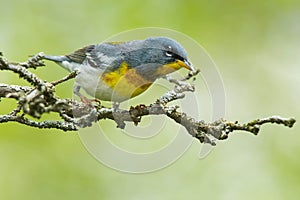 Northern Parula - Setophaga americana