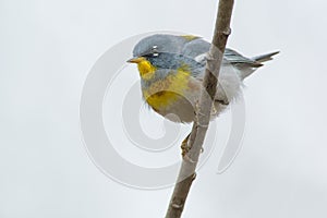 Northern Parula - Setophaga americana