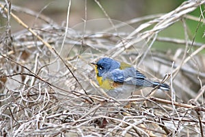 Northern Parula Warbler Migrates