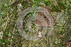 Northern Pearly-Eye Butterfly - Lethe anthedon