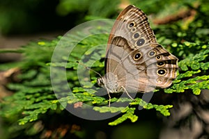 Northern Pearly-eye - Lethe anthedon