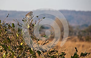 Northern pied-babbler photo