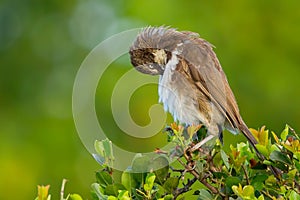 Northern Pied Babbler Preening