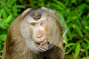 Northern pig-tailed macaque Macaca leonina in Khao Yai National Park