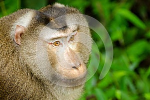 Northern pig-tailed macaque Macaca leonina in Khao Yai National Park