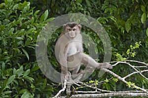 Northern pig-tailed macaque (macaca leonina) in Thailand