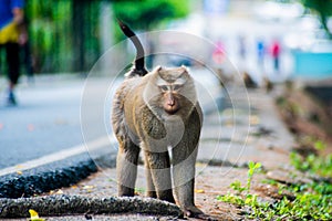 Northern Pig-tailed Macaque. Macaca leonina walking in the park