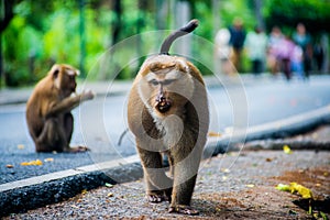 Northern Pig-tailed Macaque walking in the park. People. Animal. Macaca leonina