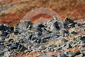 Northern pika (Ochotona hyperborea). A small animal sits on stones against the background of the tundra. photo