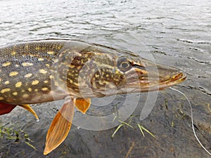 Northern Pike