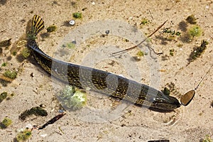 A Northern Pike caught on a fishing hook