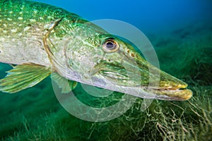 Northern pike, a common freshwater fish in Germany