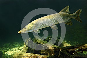 The Northern Pike (Esox Lucius). photo