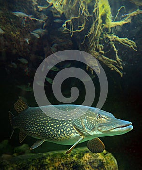 The Northern Pike (Esox Lucius). photo