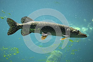 Northern pike (Esox lucius).