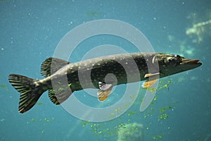 Northern pike (Esox lucius).