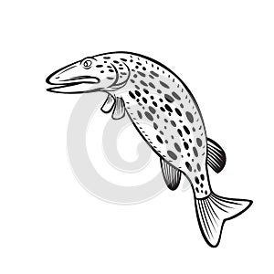 Northern Pike Esox Lucius Carnivorous Fish of the Genus Esox Jumping Up Cartoon Black and White