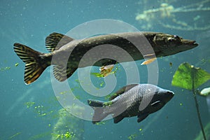 Northern pike (Esox lucius) and common carp (Cyprinus carpio).