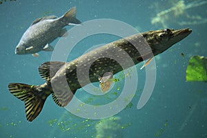 Northern pike (Esox lucius) and common carp (Cyprinus carpio).