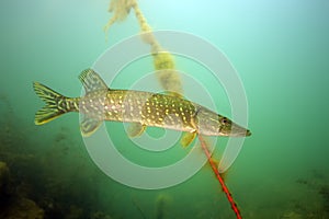 The northern pike ,Esox lucius, or a pike or pickerel