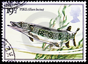 Northern Pike Esox lucius, River Fishes serie, circa 1983