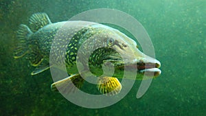 The Northern Pike - Esox Lucius underwater.
