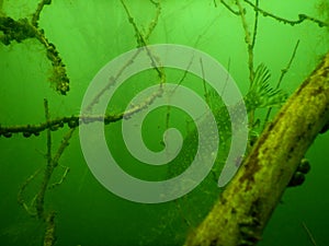 Northern pike esox lucius underwater scuba diving encounter in Most lake czech republic freshwater predatory species fish
