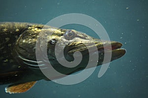 Northern pike (Esox lucius). photo