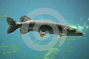 Northern pike (Esox lucius). photo