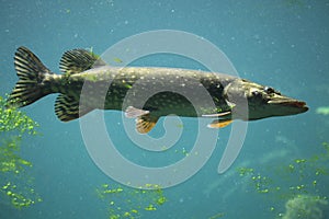 Northern pike (Esox lucius). photo