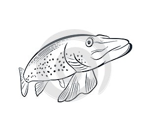 Northern pike fish illustrations in line style