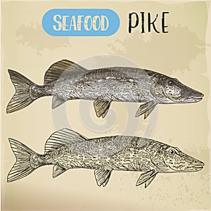 Northern pike sketch. Fish and seafood signboard