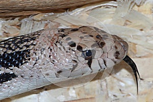 Northern Pine Snake Pituophis melanoleucus