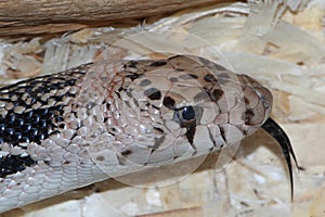 Northern Pine Snake Pituophis melanoleucus photo