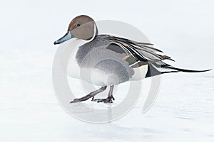 Northern Pintail - Anas acuta